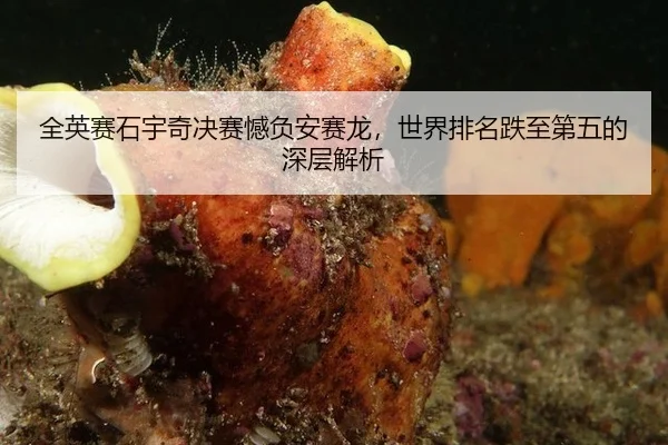 quan-ying-sai-shi-yu-qi-jue-sai-han-fu-an-sai-long-shi-jie-pai-ming-die-zhi-di-wu-de-shen-ceng-jie-xi-3-357.jpg
